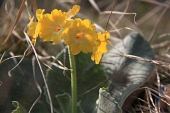 18_Primula Orecchia d'Orso